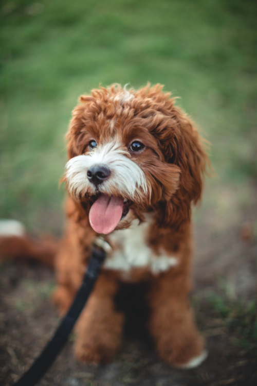 brown and white cavapoo wearing a leash